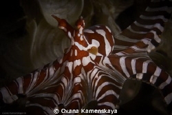 The wonderpus octopus. The behavior of the mimic octopus ... by Oxana Kamenskaya 